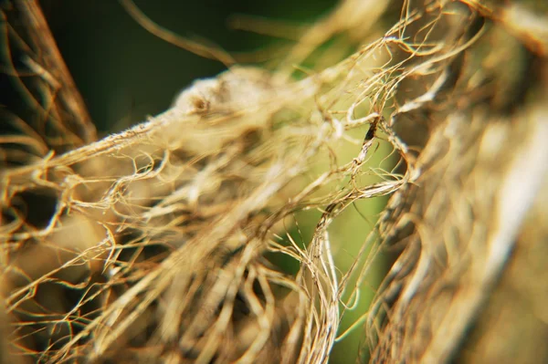 Close Up Of Plant's Root System — Stock Photo, Image