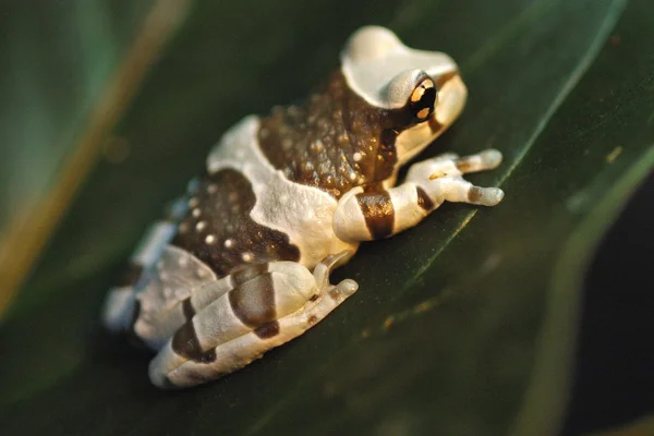 Amazon Milk Frog Pered on Leaf — стоковое фото
