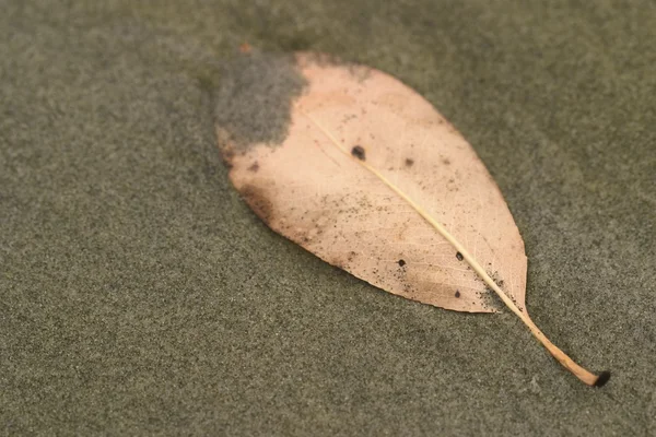 Una hoja caída — Foto de Stock