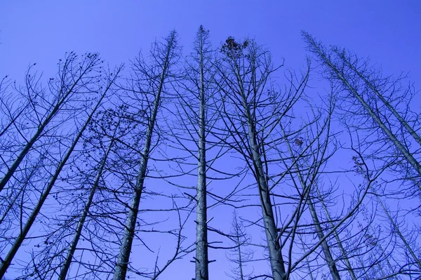 Bare Forest — Stock Photo, Image