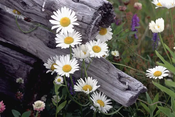 Wilde bloemen — Stockfoto