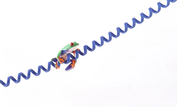 Una rana en un cordón —  Fotos de Stock