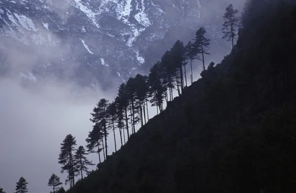 Fila di alberi di conifere sul fianco della montagna — Foto Stock