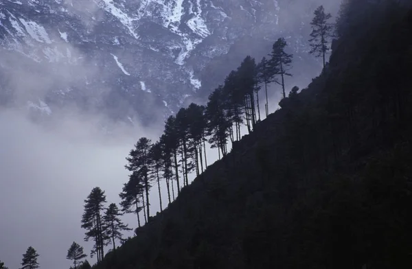 Row Of Coniferous Trees On Mountainside — Stock Photo, Image