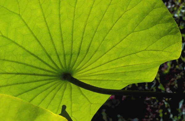 Folha verde — Fotografia de Stock