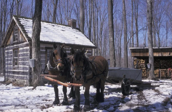 Working Animals In The Winter — Stock Photo, Image