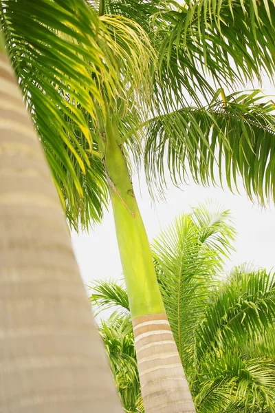 Palm Trees — Stock Photo, Image