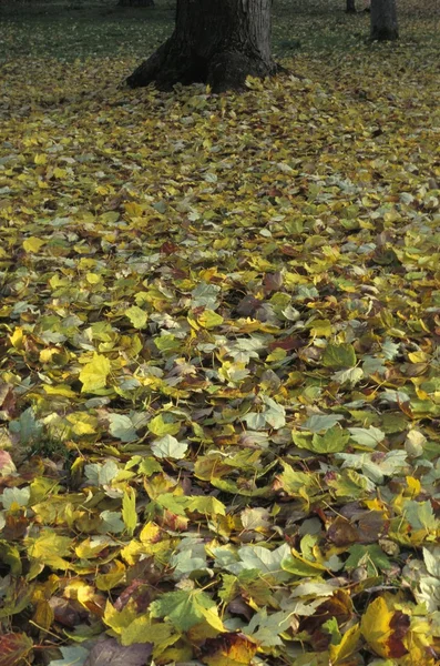 Feuilles tombées au sol — Photo