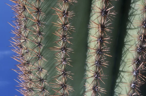 Zavřít kaktusovou rostlinu — Stock fotografie