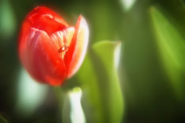 Červená květina. — Stock fotografie