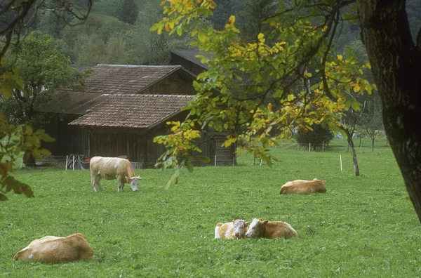 Farm And Cattle — Stock Photo, Image