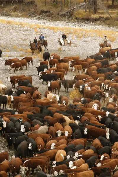 Cowboys On Cattle Roundup Sur de Alberta Canadá —  Fotos de Stock