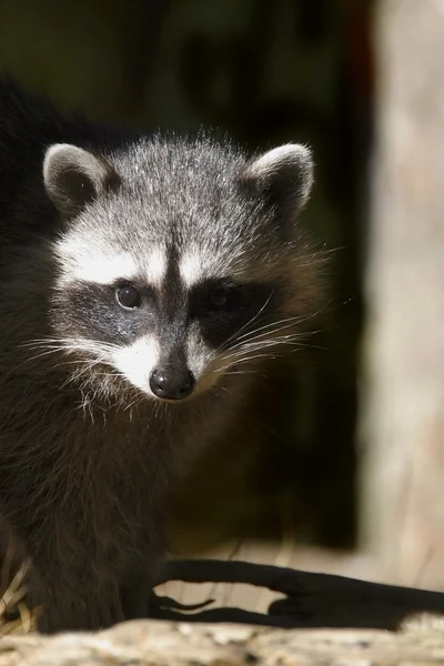 Ein kleiner Waschbär — Stockfoto