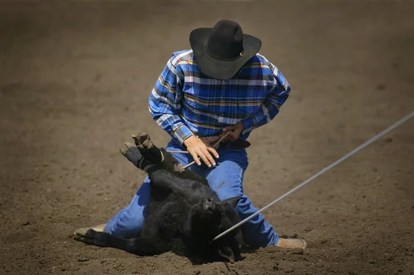 Cowboy roping kalv — Stockfoto