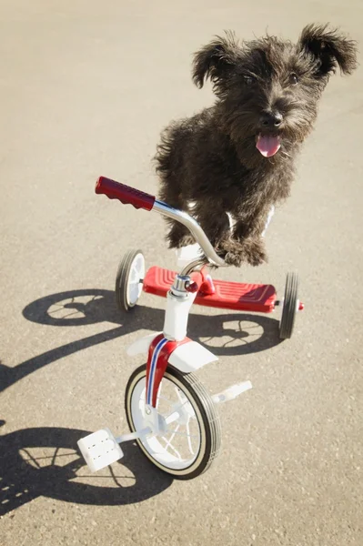 Cane sul triciclo — Foto Stock