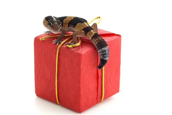 Lizard On Parcel — Stock Photo, Image