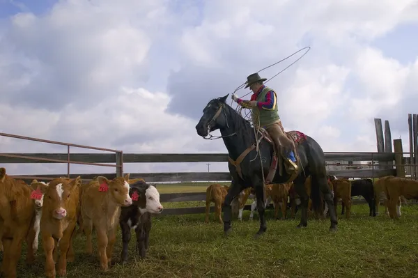 Cowboy roping nötkreatur — Stockfoto