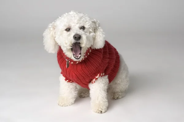 Yawning Dog Wearing A Sweater — Stock Photo, Image