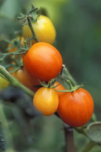 포도나무에 있는 토마토 — 스톡 사진