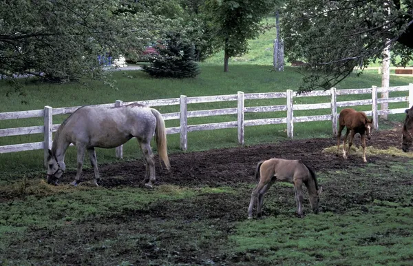 Horse And Foals — Stock Photo, Image