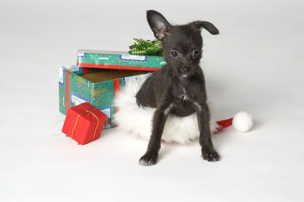 Doggy Christmas Present — Stok fotoğraf
