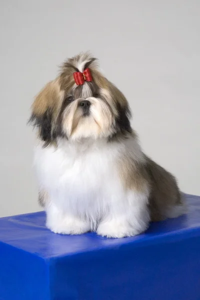 Porträtt av shih-tzu valp — Stockfoto