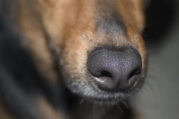 Hond de neus — Stockfoto