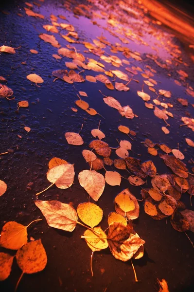 Feuilles dans l'eau — Photo