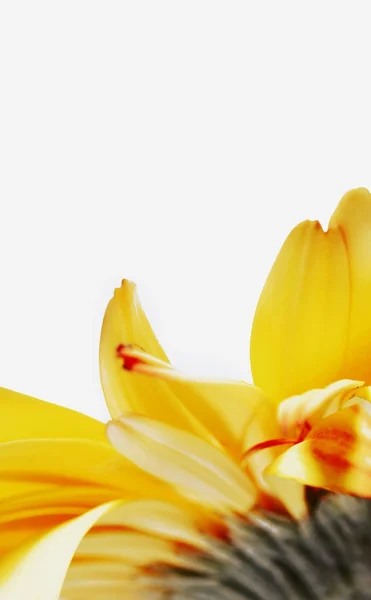 一朵黄色的花 — 图库照片
