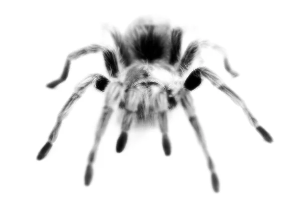 Uma grande aranha Tarântula — Fotografia de Stock