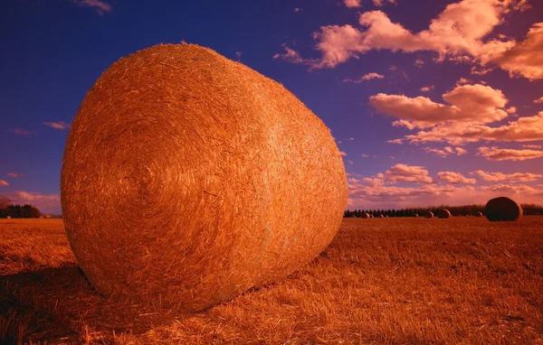 Ein Heuballen — Stockfoto