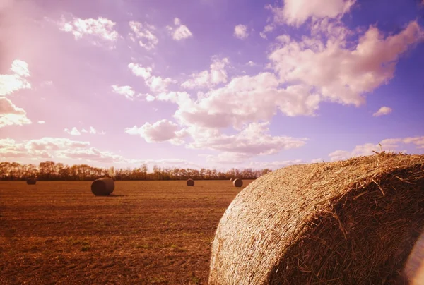 Harvested Hay — Stock Photo, Image