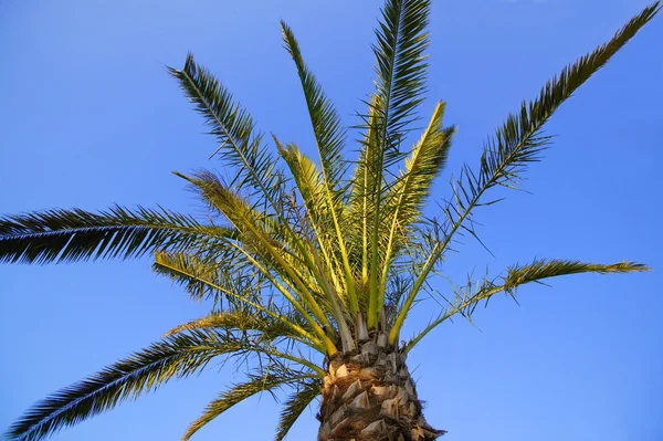 Ett palmträd — Stockfoto