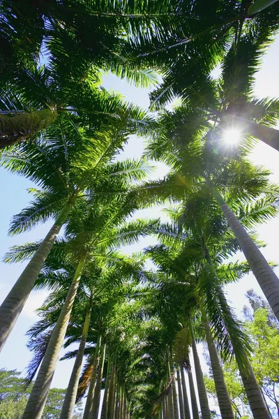 Palm tree tops — Stockfoto