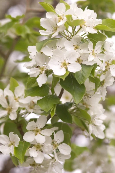 Un ammasso di fiori bianchi — Foto Stock
