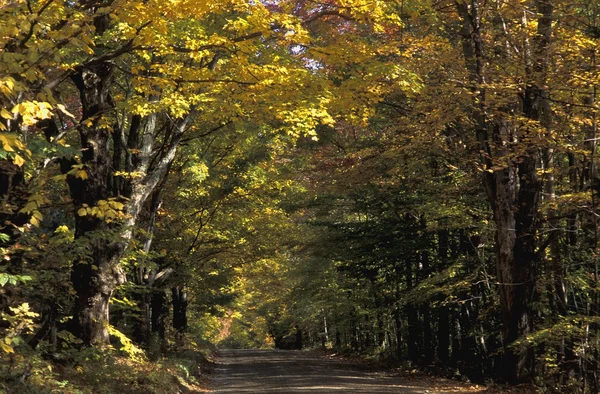 Caminhe pela floresta — Fotografia de Stock