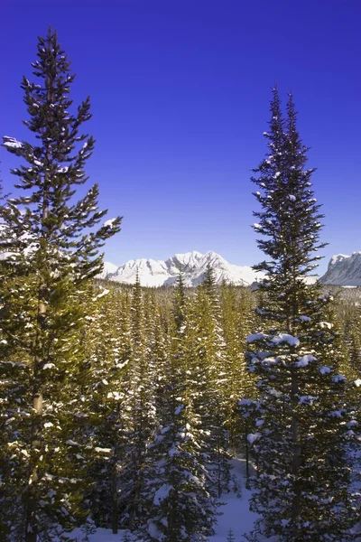 Wintry Mountainous Forest — Stock Photo, Image