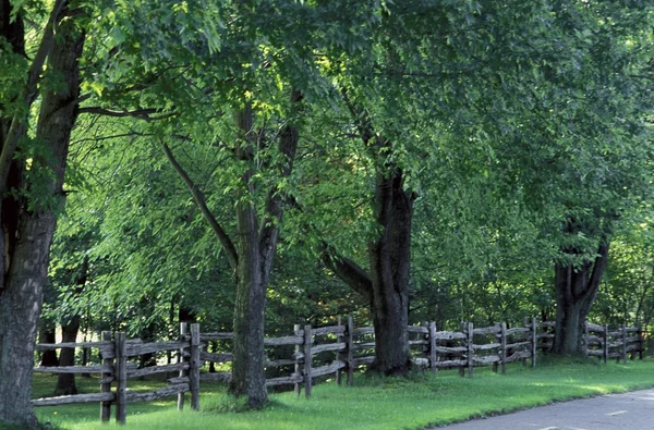 Group Of Mature Trees — Stock Photo, Image