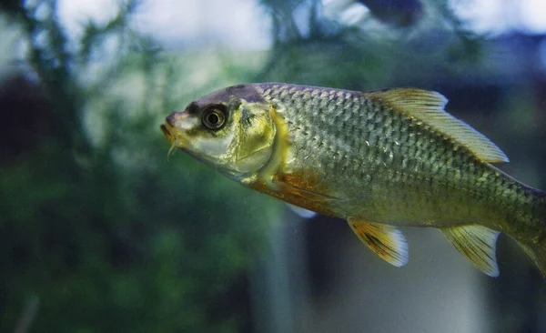 Freshwater Fish — Stock Photo, Image