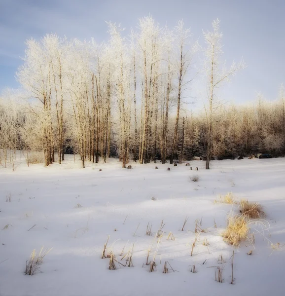 Vinterdag i landet — Stockfoto