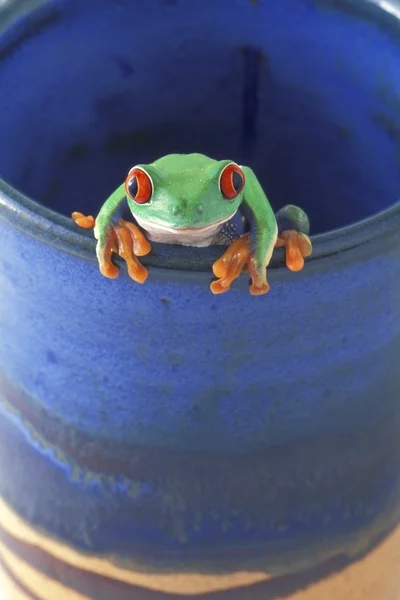 一只青蛙放在杯子里 — 图库照片