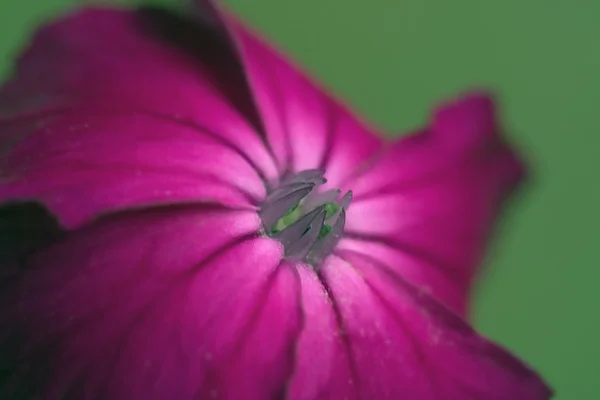 Mor çiçek — Stok fotoğraf