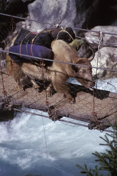 Laden Ox Crossing A River On A Wooden Bridge — Stock Image Laden Ox Crossing A River On A Wooden Bridge Stock Picture