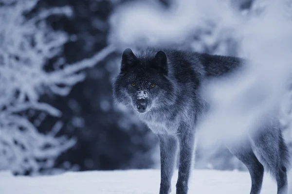 Lobo en la naturaleza Imágenes de stock libres de derechos