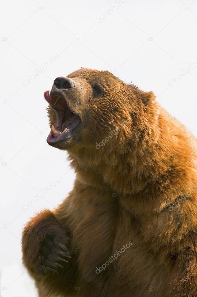 Bear With Tongue Out Of Mouth