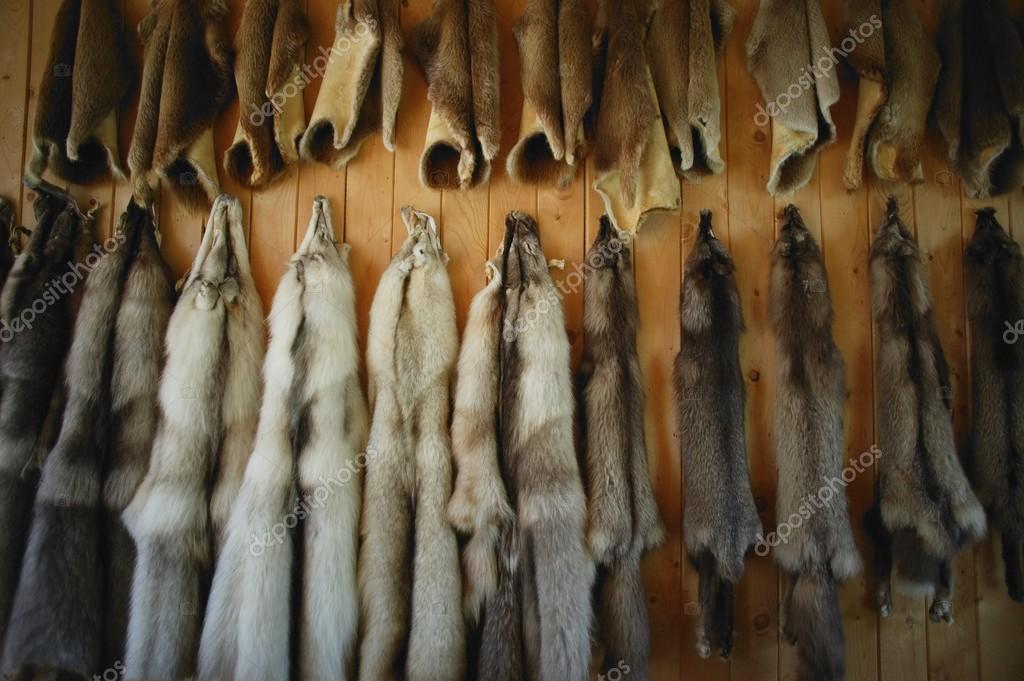 Animal Furs Stock Photo by ©DesignPicsInc 31617759 Animal Furs Stock Photo by ©DesignPicsInc 31617759