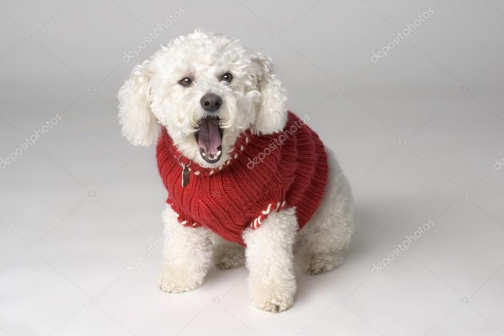 Yawning Dog Wearing A Sweater