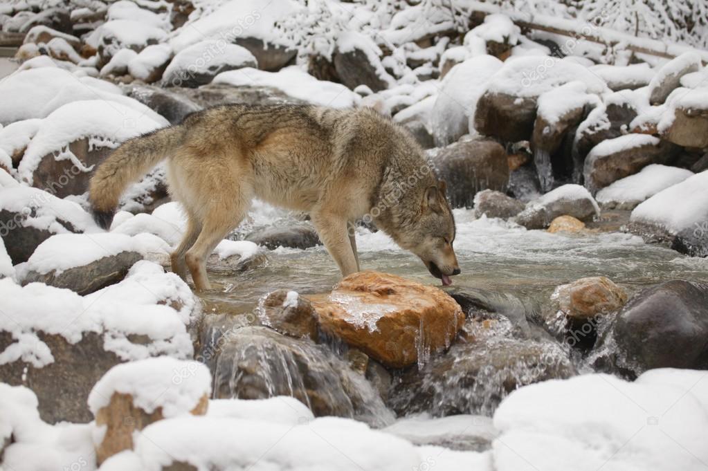 Wolf Drinking From River