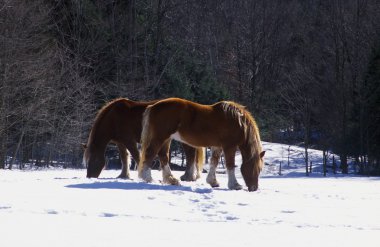 Clydesdale atlar