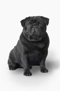 Pug köpek